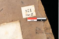 Foto (Detailsansicht) von Quercus palaeoilex Ettingshausen (NHMW-GEO-2024-0188-0871)